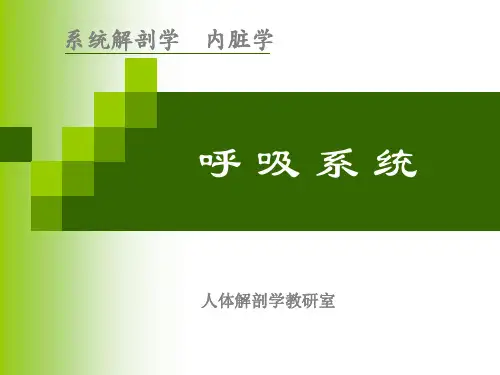 《正常人体解剖学》教学课件-呼吸系统