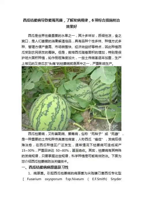 西瓜枯萎病导致萎蔫死藤，了解发病规律，6项综合措施防治效果好