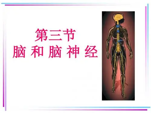 解剖脑与脑神经详