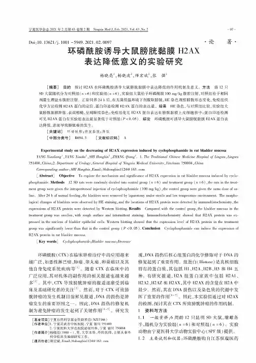 环磷酰胺诱导大鼠膀胱黏膜H2AX表达降低意义的实验研究