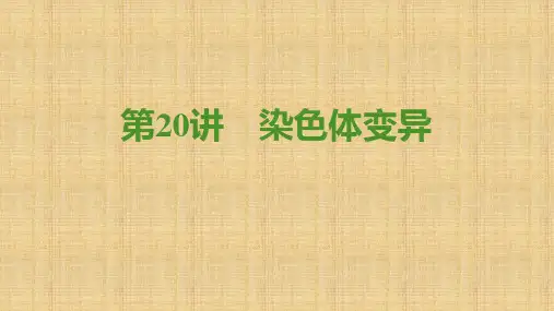 【公开课】高三一轮复习生物：第20讲染色体变异课件