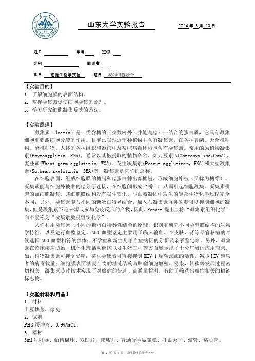 细胞凝集反应