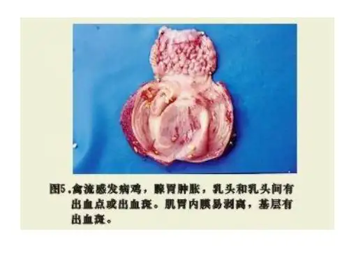 禽流感症状照片ppt课件