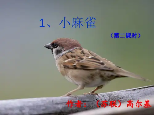 五年级上册语文课件-课文1 小麻雀｜语文S版(共14张PPT)