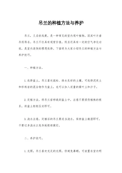 吊兰的种植方法与养护