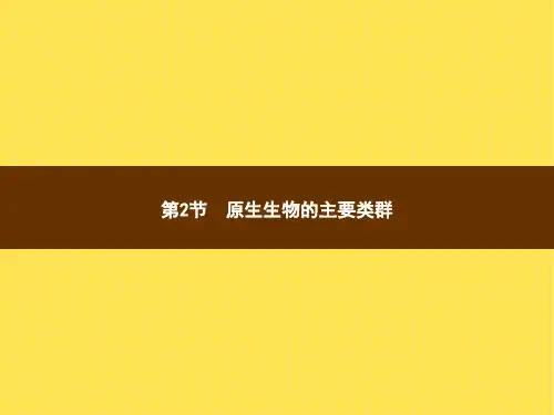 北师大版八年级下册生物 22.2原生生物的主要类群 课件 (共11张PPT)