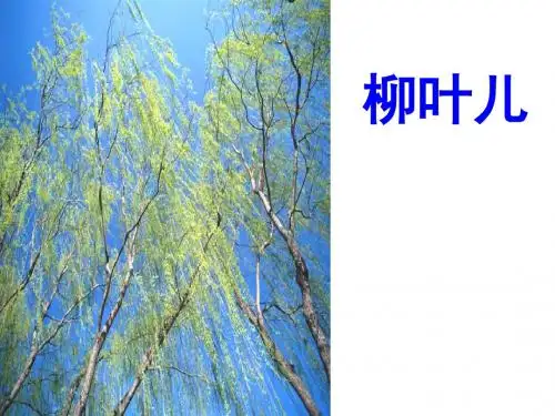 苏教初中语文七下《10柳叶儿》PPT课件 (9)