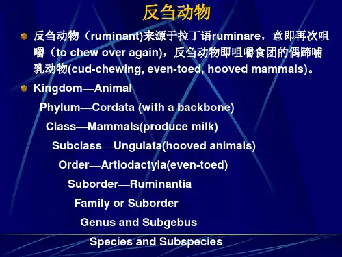 反刍动物的营养特点