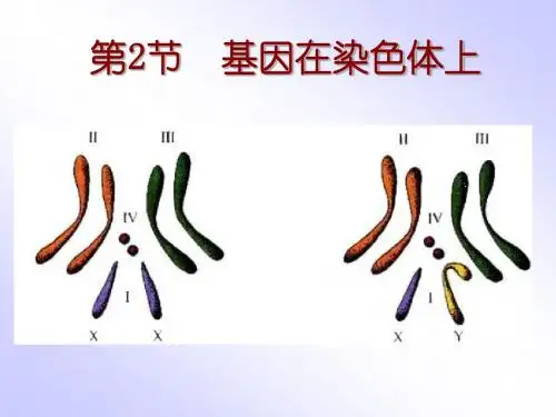 基因在染色体上