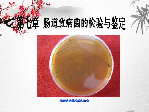 肠道致病菌检验和鉴定
