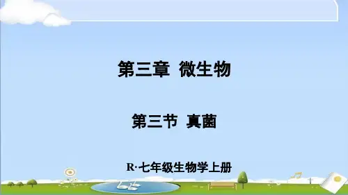 2024年秋新人教版七年级上册生物课件 第三章 微生物 第三节 真菌 