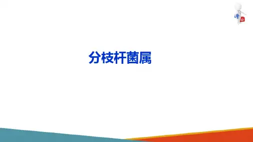 分枝杆菌属、诺卡菌属、放线菌属鉴定—分枝杆菌属的共性(微生物检验课件)