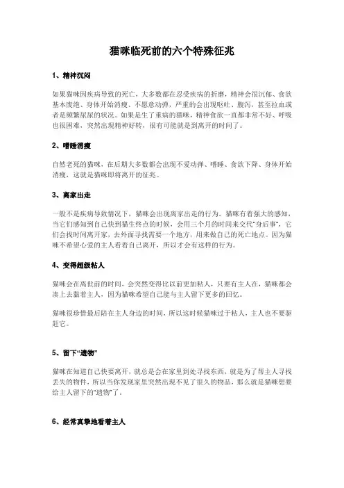 猫咪临死前的六个特殊征兆