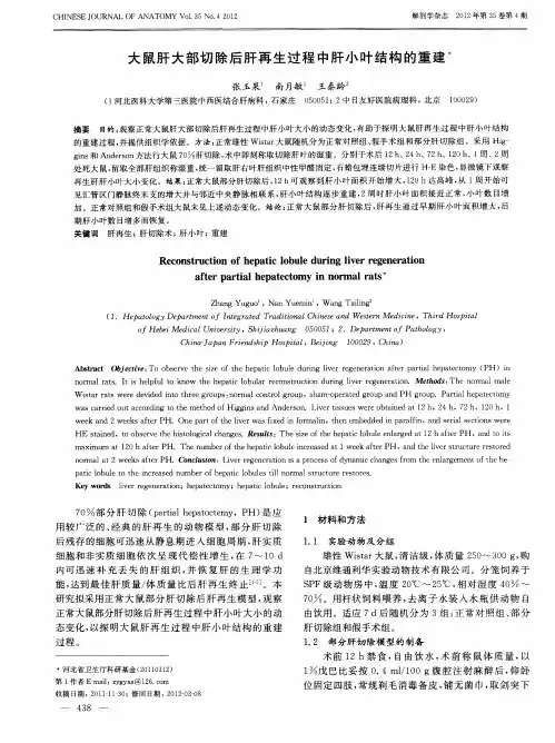 大鼠肝大部切除后肝再生过程中肝小叶结构的重建