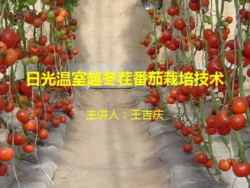 日光温室番茄长季节高产栽培技术