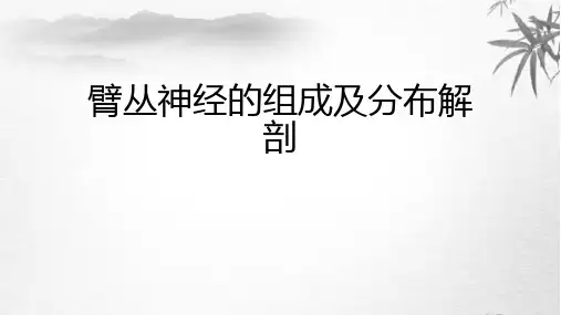 臂丛神经的组成及分布解剖