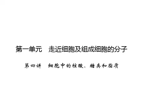 高中生物课件-核酸 、糖脂质
