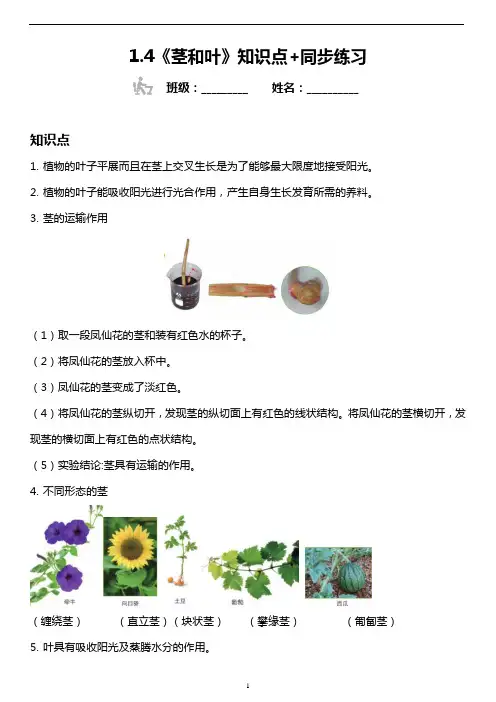小学科学试题：《茎和叶》知识点+同步练习(含答案)