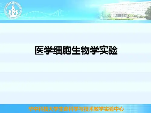 观察染色体