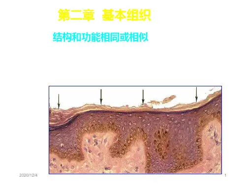 (人体结构学)第二章 基本组织  上皮组织.ppt