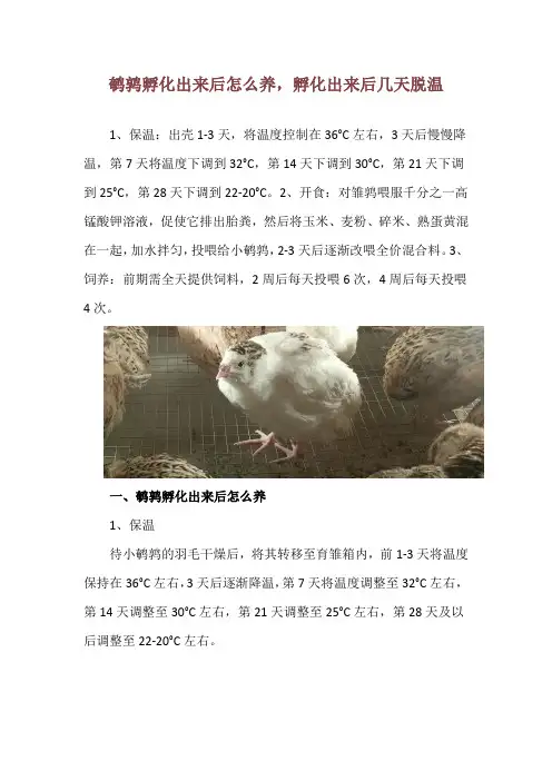 鹌鹑孵化出来后怎么养,孵化出来后几天脱温