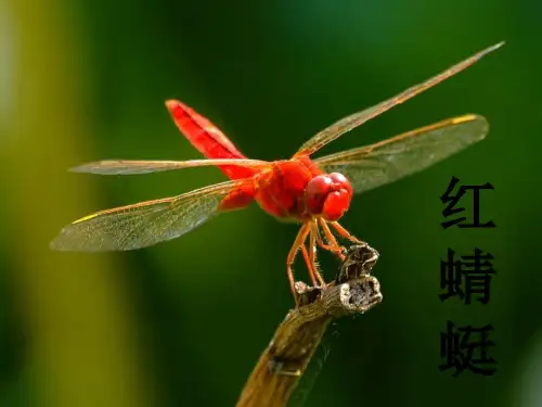 新人教版四年级音乐下册：《红蜻蜓》课件