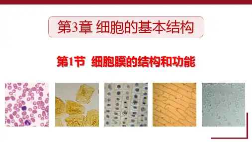 《细胞膜的结构和功能》细胞的基本结构PPT精品课件