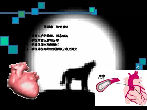 人体解剖学脉管系统
