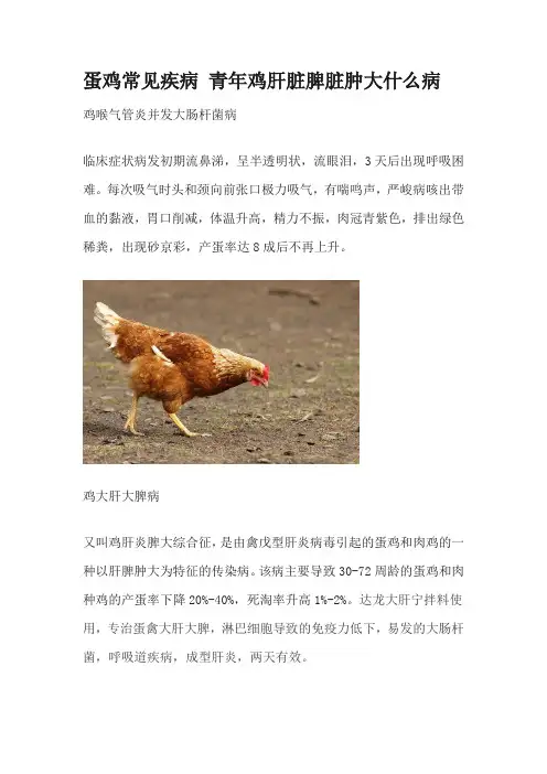 蛋鸡常见疾病 青年鸡肝脏脾脏肿大什么病