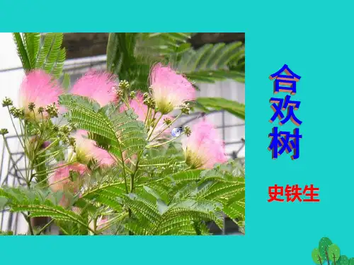 高一语文上册25合欢树4华东师大版