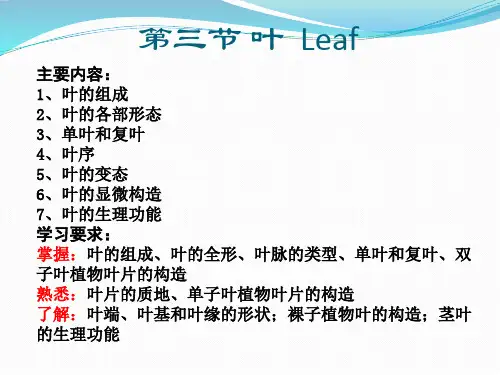 药用植物学-叶