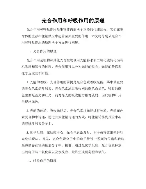 光合作用和呼吸作用的原理