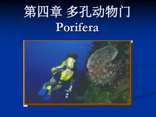第四章 多孔动物门 Porifera