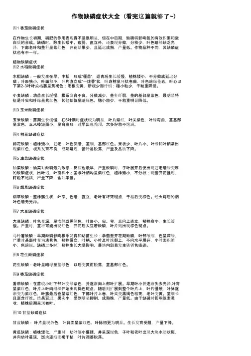 作物缺磷症状大全（看完这篇就够了~）