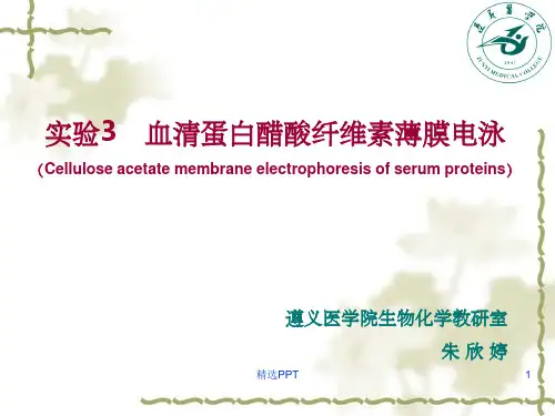 《生化实验电泳》PPT课件