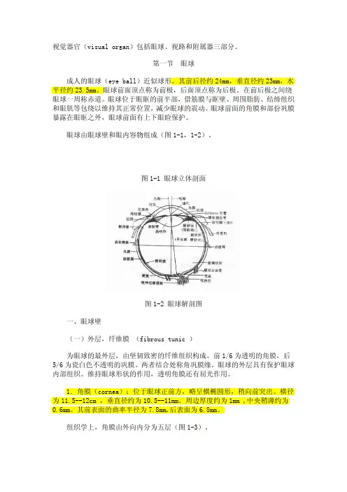 眼球结构