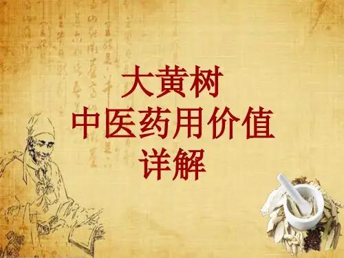 中药学_大黄树_药材详解课件模板