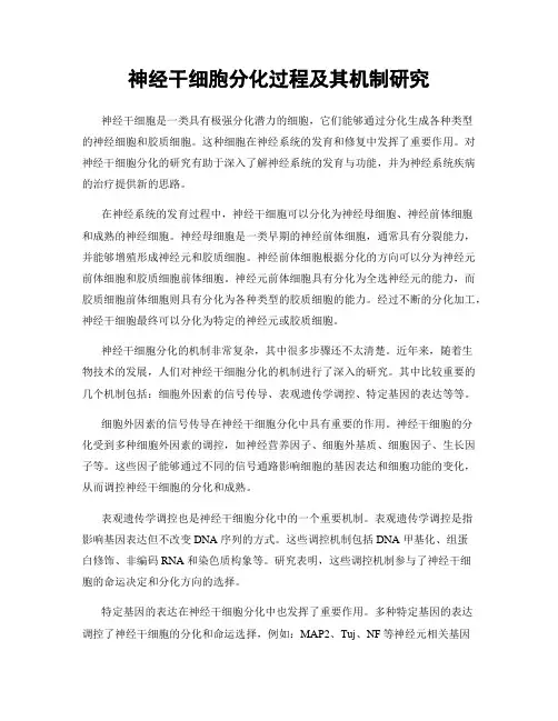 神经干细胞分化过程及其机制研究