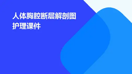 人体胸腔断层解剖图护理课件