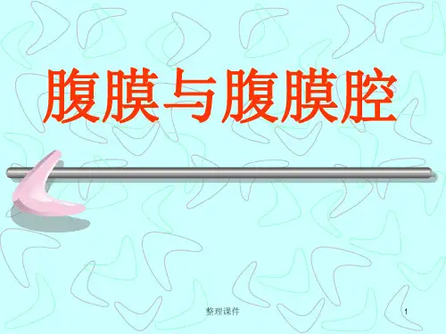 腹膜与腹膜腔