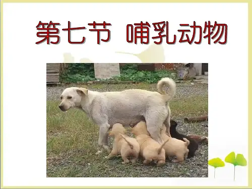 《哺乳动物》参考课件1