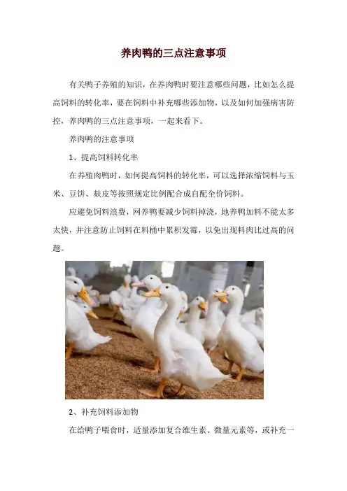 养肉鸭的三点注意事项