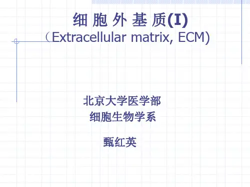 14_细胞外基质-2008.5-I
