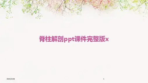 脊柱解剖ppt课件完整版x-2024鲜版