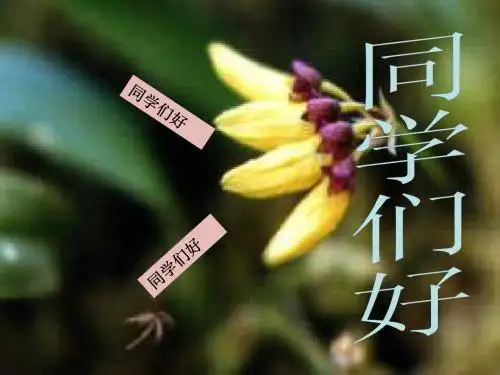 无机-物质的量浓度溶液的配制及稀释