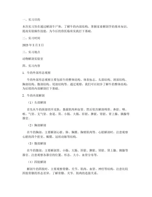 牛的实验解剖实习报告