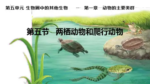 最新人教版初中八年级生物上册《两栖动物和爬行动物》精品教学课件