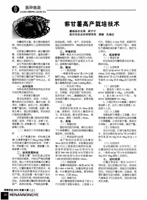 紫甘薯高产栽培技术