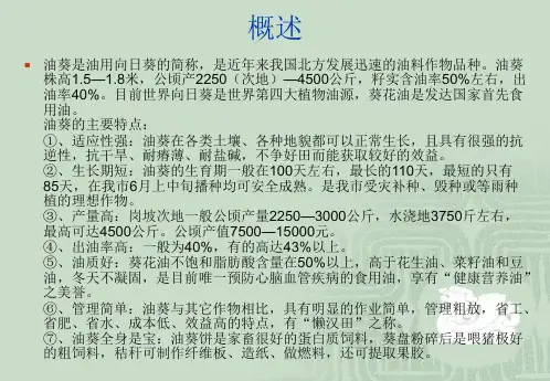 杂交油葵高产栽培技术