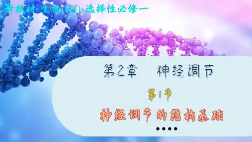 人教版生物学选择性必修第一册2—1 神经调节的结构基础 (课件PPT)